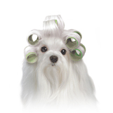 Maltese with curlers (green) thumbnail
