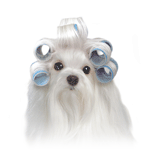 Maltese with curlers (blue) thumbnail