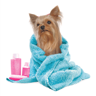 Yorkie wrapped in Towel (blue) thumbnail