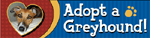 Adopt A Greyhound Bumper thumbnail
