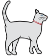 Large Grey Cat thumbnail