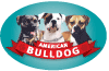 American Bulldog thumbnail