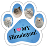 Himalayan thumbnail