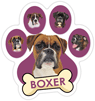 Boxer (purple) thumbnail