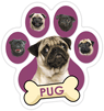 Pug (purple) thumbnail