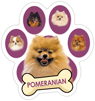 Pomeranian (purple) thumbnail