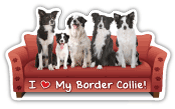 Border Collie Couch Pawtato thumbnail