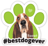 Basset Hound #bestdogever thumbnail
