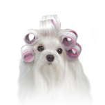 Maltese with curlers (pink) thumbnail