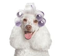 Poodle with curlers (purple) thumbnail