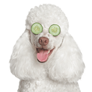 Poodle with Cucumbers thumbnail