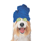 Dog with Towel (blue) thumbnail