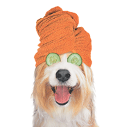 Dog with Towel (orange) thumbnail