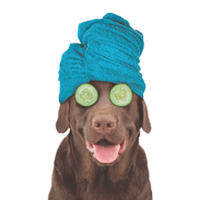Chocolate Lab with Towel (teal) thumbnail