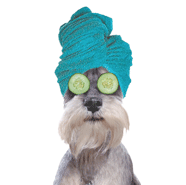Schnauzer with Towel (teal) thumbnail