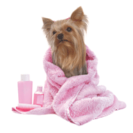 Yorkie wrapped in Towel (pink) thumbnail