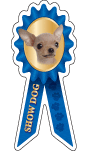 Chihuahua Show Dog thumbnail