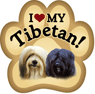 Tibetan Terrier thumbnail