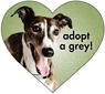 Greyhound - Adopt a Grey! thumbnail