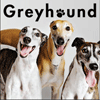 Greyhounds! thumbnail