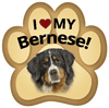 Bernese Mountain Dog thumbnail
