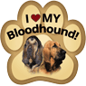 Bloodhound thumbnail