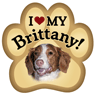 Brittany Spaniel thumbnail