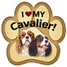 Cavalier King Charles thumbnail