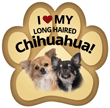 Chihuahua (long haired) thumbnail