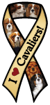 Cavalier King Charles thumbnail
