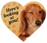 Here's Looking at you! (dachshund) thumbnail