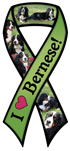 Bernese Mountain Dog thumbnail