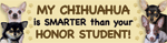 Chihuahua/Honor Student thumbnail