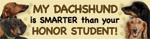 Dachshund/Honor Student thumbnail
