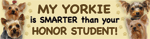 Yorkie/Honor Student thumbnail