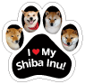 Shiba Inu thumbnail