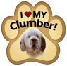 Clumber Spaniel thumbnail