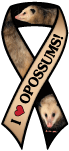 Opposum thumbnail