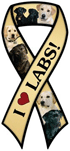 Labrador thumbnail