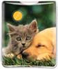 Dog and Cat Cuddle thumbnail