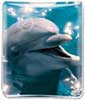 Dolphin thumbnail