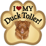 Nova Scotia Duck Toller thumbnail