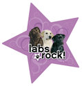 Labs Rock thumbnail