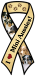Mini Aussies thumbnail