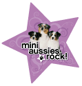Mini Aussie thumbnail