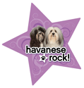 Havanese Rock thumbnail