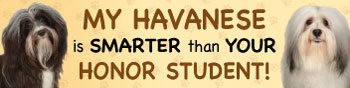 Havanese/Honor Student thumbnail