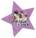 Shih Tzus Rock thumbnail
