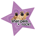 Shar Peis Rock thumbnail