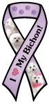 Bichon thumbnail